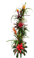 Bromeliad Tree